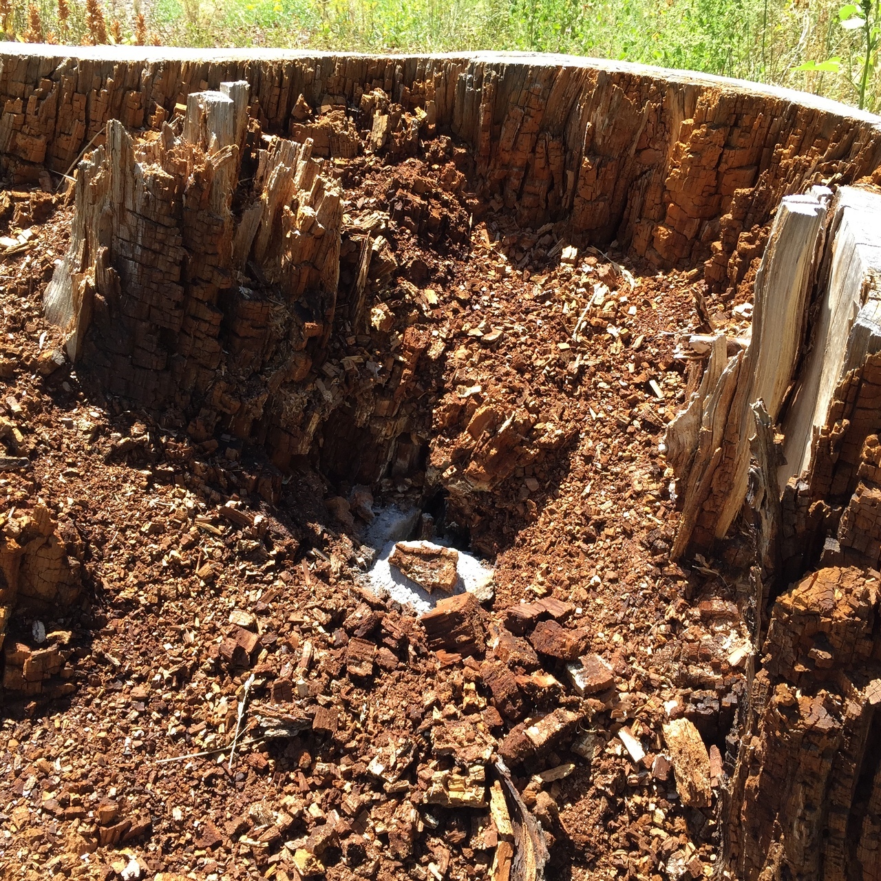 Splintered wood chips show the hollowed out remains of a huge, well-loved spruce tree.